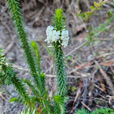 Unverified Other Shrub at Broadwater, NSW - Yesterday by MatthewFrawley