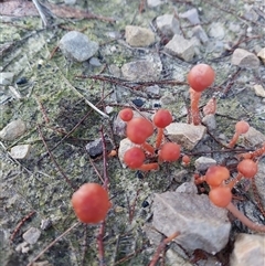 Unverified Fungus at Huntingfield, TAS - 7 Jul 2025 by gorrieje