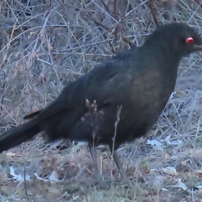 Corcorax melanorhamphos (White-winged Chough) at Symonston, ACT - 4 Jul 2025 by RobParnell