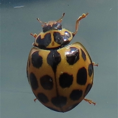 Harmonia conformis (Common Spotted Ladybird) at Narrabundah, ACT - 3 Jul 2025 by RobParnell