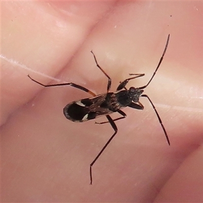 Dieuches sp. (genus) (Black and White Seed Bug) at Narrabundah, ACT - 3 Jul 2025 by RobParnell