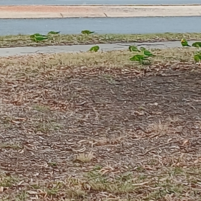 Polytelis swainsonii (Superb Parrot) at Cook, ACT - 3 Jul 2025 by joshuathomson
