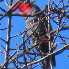 Callocephalon fimbriatum (Gang-gang Cockatoo) at Narrabundah, ACT - 18 Jun 2025 by RobParnell