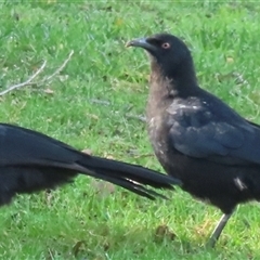 Corcorax melanorhamphos (White-winged Chough) at Kingston, ACT - 19 Jun 2025 by RobParnell
