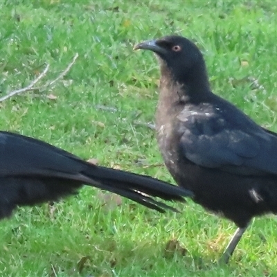 Corcorax melanorhamphos (White-winged Chough) at Kingston, ACT - 19 Jun 2025 by RobParnell