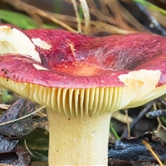 Russula sp. (genus) at Kambah, ACT - 7 Jul 2025 by Steven999