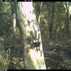 Macropus giganteus (Eastern Grey Kangaroo) at Crowther, NSW - 16 May 2025 by Frecko