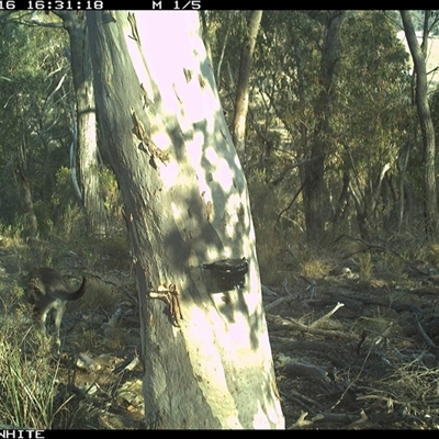 Macropus giganteus (Eastern Grey Kangaroo) at Crowther, NSW - 16 May 2025 by Frecko