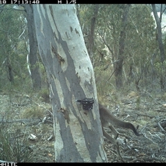 Macropus giganteus (Eastern Grey Kangaroo) at Crowther, NSW - 18 May 2025 by Frecko