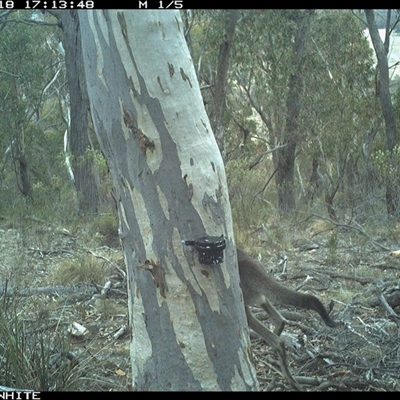 Macropus giganteus (Eastern Grey Kangaroo) at Crowther, NSW - 18 May 2025 by Frecko