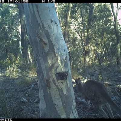 Macropus giganteus (Eastern Grey Kangaroo) at Crowther, NSW - 19 May 2025 by Frecko