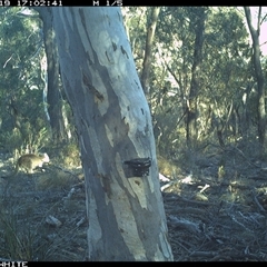Macropus giganteus (Eastern Grey Kangaroo) at Crowther, NSW - 19 May 2025 by Frecko