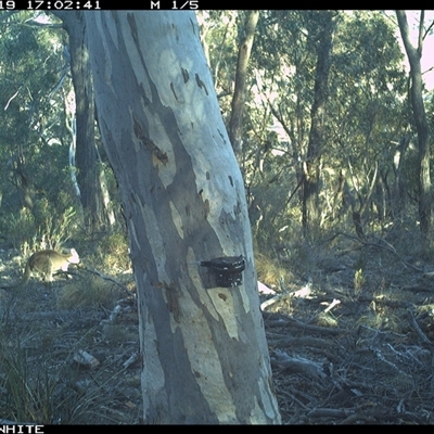 Macropus giganteus (Eastern Grey Kangaroo) at Crowther, NSW - 19 May 2025 by Frecko