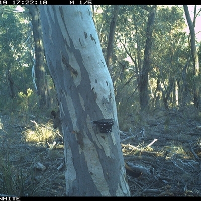 Macropus giganteus (Eastern Grey Kangaroo) at Crowther, NSW - 19 May 2025 by Frecko