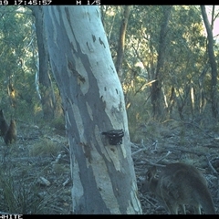 Macropus giganteus (Eastern Grey Kangaroo) at Crowther, NSW - 19 May 2025 by Frecko