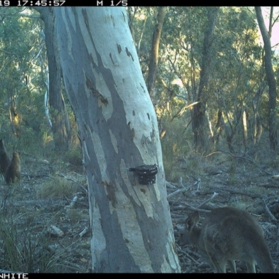 Macropus giganteus (Eastern Grey Kangaroo) at Crowther, NSW - 19 May 2025 by Frecko
