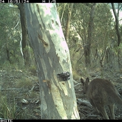 Macropus giganteus (Eastern Grey Kangaroo) at Crowther, NSW - 24 May 2025 by Frecko