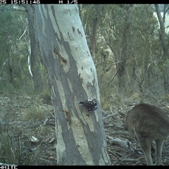Macropus giganteus (Eastern Grey Kangaroo) at Crowther, NSW - 25 May 2025 by Frecko