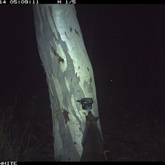 Wallabia bicolor (Swamp Wallaby) at Crowther, NSW - 14 May 2025 by Frecko