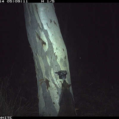 Wallabia bicolor (Swamp Wallaby) at Crowther, NSW - 14 May 2025 by Frecko