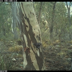 Wallabia bicolor (Swamp Wallaby) at Crowther, NSW - 14 May 2025 by Frecko