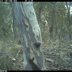 Wallabia bicolor (Swamp Wallaby) at Crowther, NSW - 14 May 2025 by Frecko