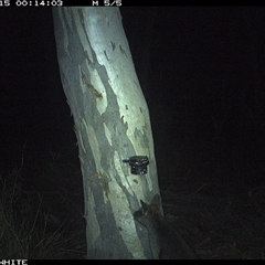 Wallabia bicolor (Swamp Wallaby) at Crowther, NSW - 15 May 2025 by Frecko