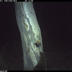 Wallabia bicolor (Swamp Wallaby) at Crowther, NSW - 21 May 2025 by Frecko