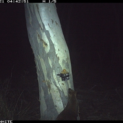 Wallabia bicolor (Swamp Wallaby) at Crowther, NSW - 21 May 2025 by Frecko