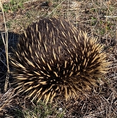 Tachyglossus aculeatus (Short-beaked Echidna) at Molonglo, ACT - Yesterday by SteveBorkowskis