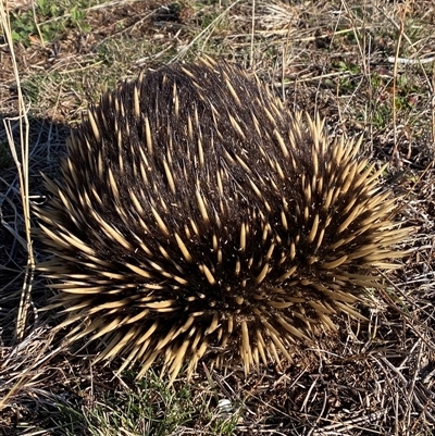 Tachyglossus aculeatus (Short-beaked Echidna) at Molonglo, ACT - Yesterday by SteveBorkowskis