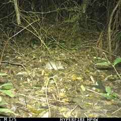 Unverified Mammal at Lorne, NSW - 14 Jun 2025 by Butlinz
