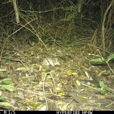 Unverified Mammal at Lorne, NSW - 14 Jun 2025 by Butlinz