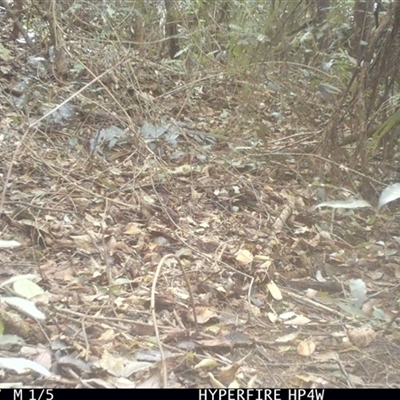 Phaps chalcoptera at Lorne, NSW - 17 Jun 2025 by Butlinz