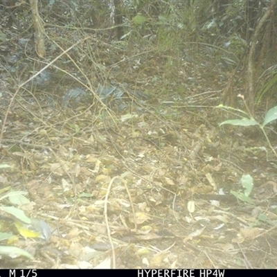 Unverified Bird at Lorne, NSW - 21 Jun 2025 by Butlinz