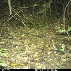 Unverified Small Marsupial at Lorne, NSW - 23 Jun 2025 by Butlinz
