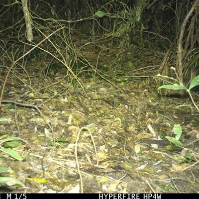 Unverified Small Marsupial at Lorne, NSW - 23 Jun 2025 by Butlinz