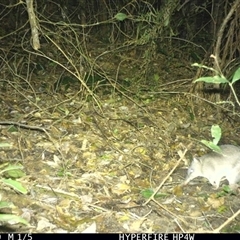 Unverified Small Marsupial at Lorne, NSW - 25 Jun 2025 by Butlinz