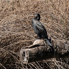 Phalacrocorax carbo (Great Cormorant) at Watson, ACT - 27 Sep 2018 by AlisonMilton