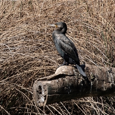Phalacrocorax carbo (Great Cormorant) at Watson, ACT - 27 Sep 2018 by AlisonMilton