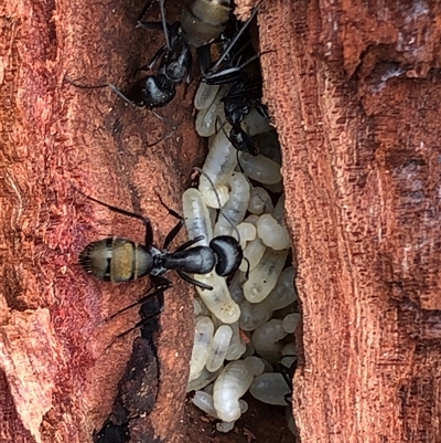 Camponotus aeneopilosus (A Golden-tailed sugar ant) at Crowther, NSW - Today by Frecko