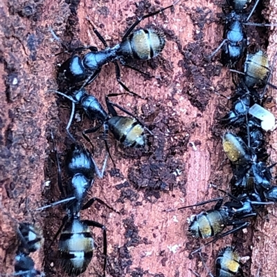 Camponotus aeneopilosus (A Golden-tailed sugar ant) at Crowther, NSW - Today by Frecko
