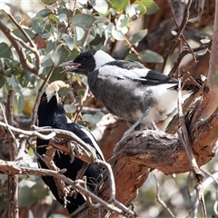 Gymnorhina tibicen (Australian Magpie) at Watson, ACT - 27 Sep 2018 by AlisonMilton