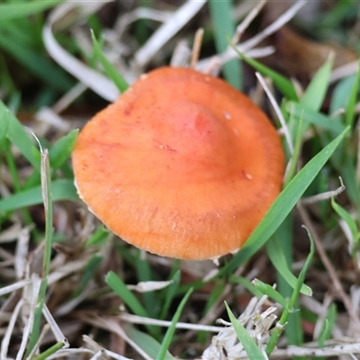 Unverified Cap on a stem; gills below cap [mushrooms or mushroom-like] at West Wodonga, VIC - Yesterday by KylieWaldon