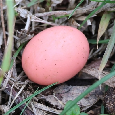 Unverified Fungus at West Wodonga, VIC - Yesterday by KylieWaldon