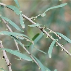 Melicytus dentatus at West Wodonga, VIC - Yesterday by KylieWaldon