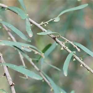 Melicytus dentatus at West Wodonga, VIC - Yesterday by KylieWaldon