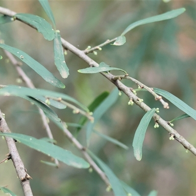 Melicytus dentatus at West Wodonga, VIC - Yesterday by KylieWaldon