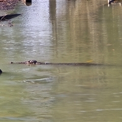 Crocodylus johnstoni at Kakadu, NT - Yesterday by Mike
