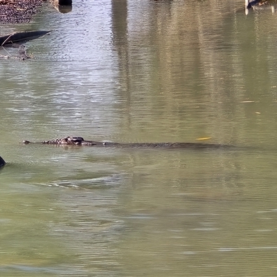 Crocodylus johnstoni at Kakadu, NT - Yesterday by Mike